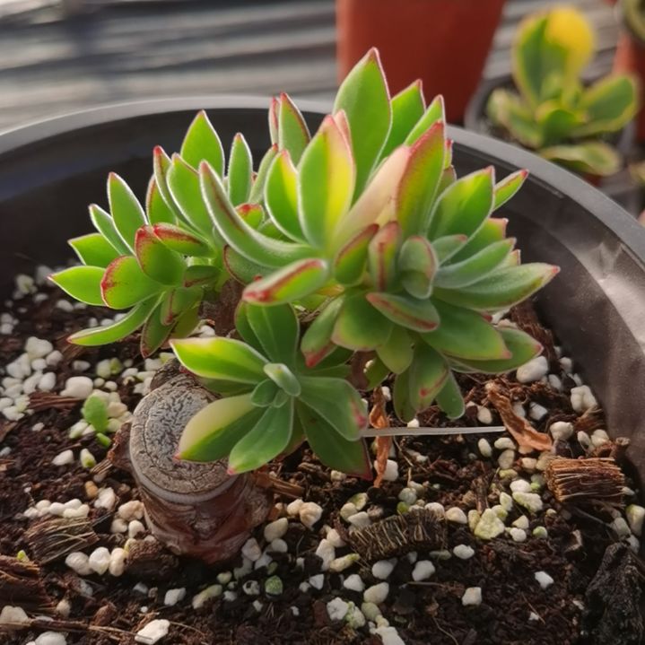 景晃星超白（带嫁木发货）