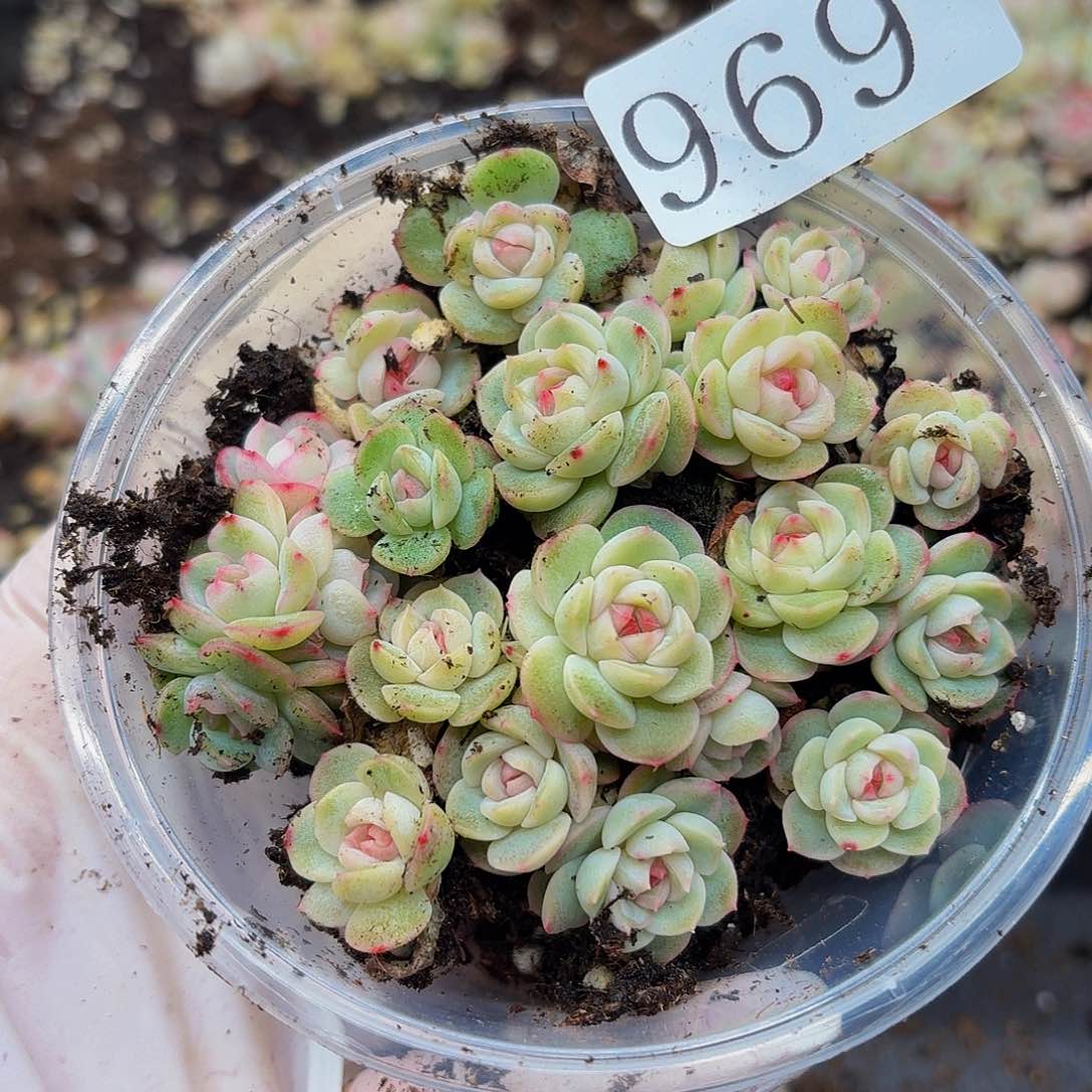 多肉植物多肉植物969