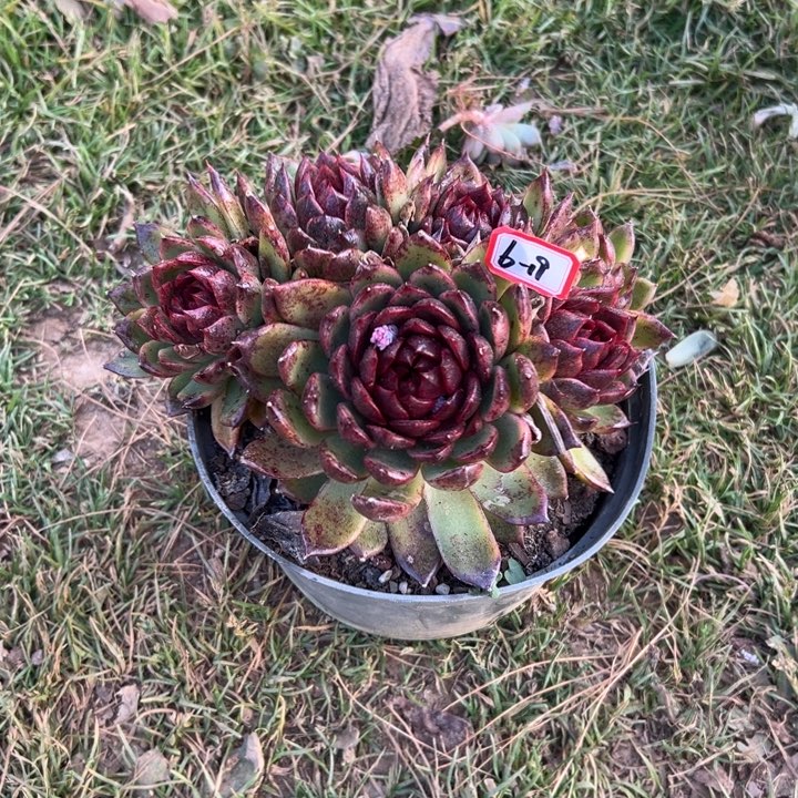 精品多肉植物老桩杂交糖心