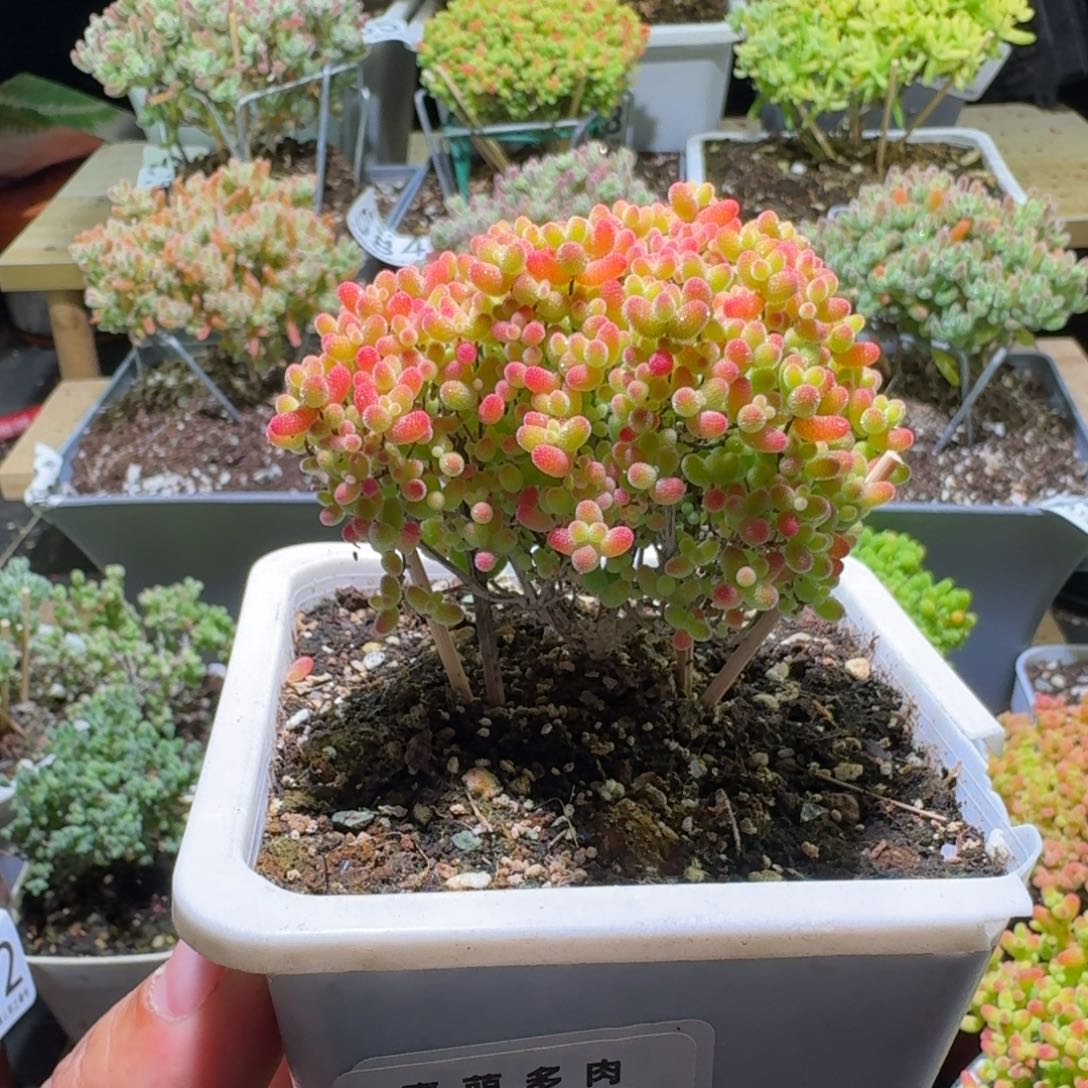 枝干番杏蜜桔糖球629