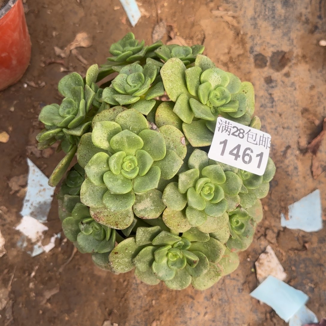 百合丽丽多肉1461满28包邮断枝不包