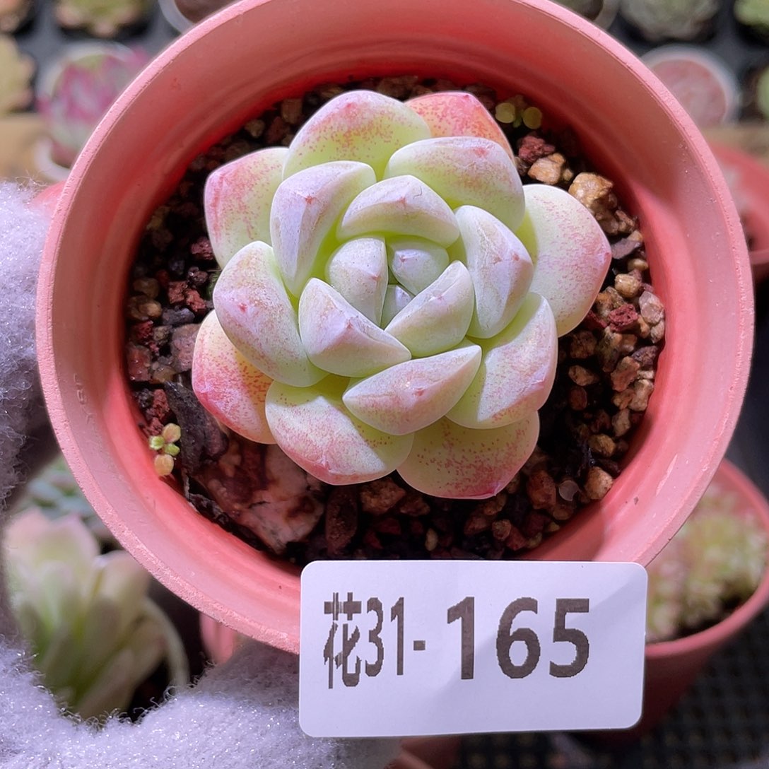 花利美31-165冰玉