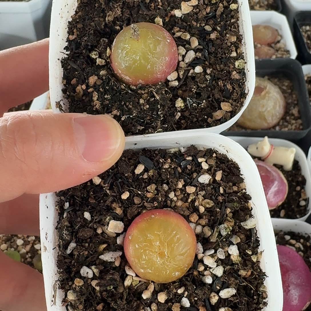 老马生石花灯泡1661