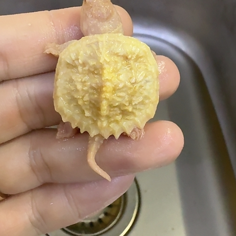 绿毛龟母哈哈哈哈