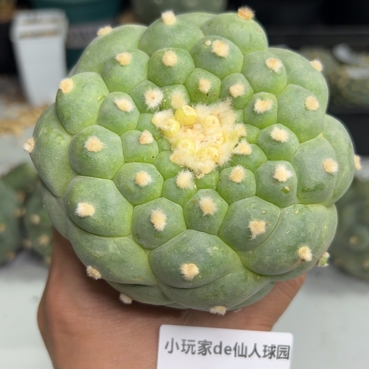 563袖蒲 嫁接袖蒲嫁接