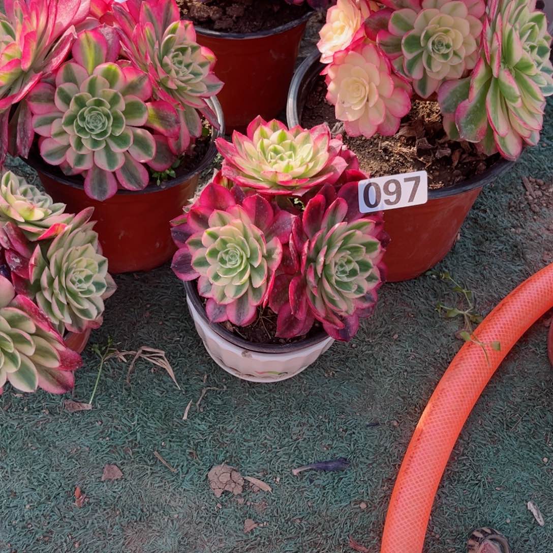 097火龙果多肉植物