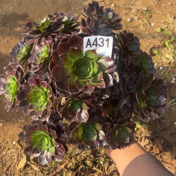 黑魔多肉植物431.