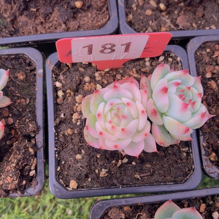 健健康康平平安安多肉植物