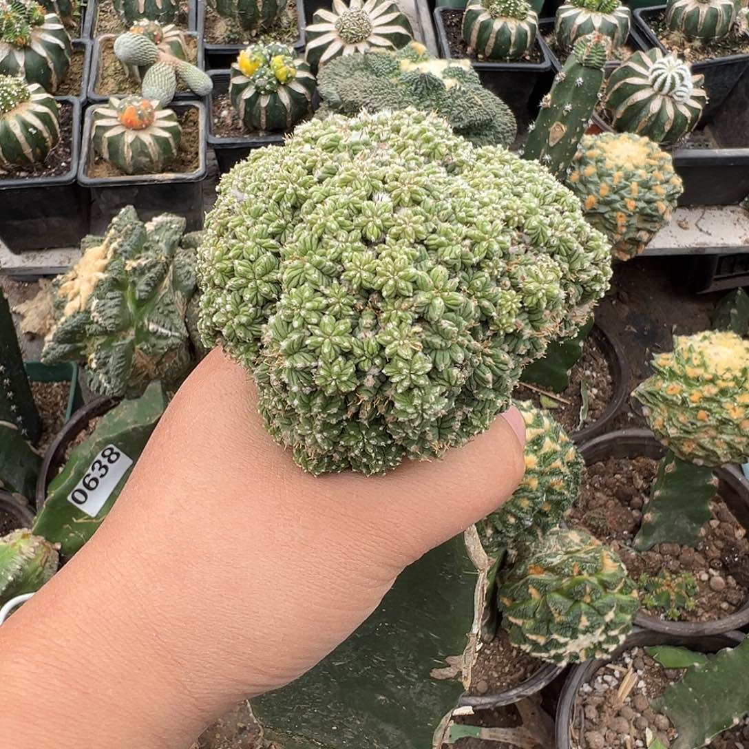 一代多头老花笼仙人球707