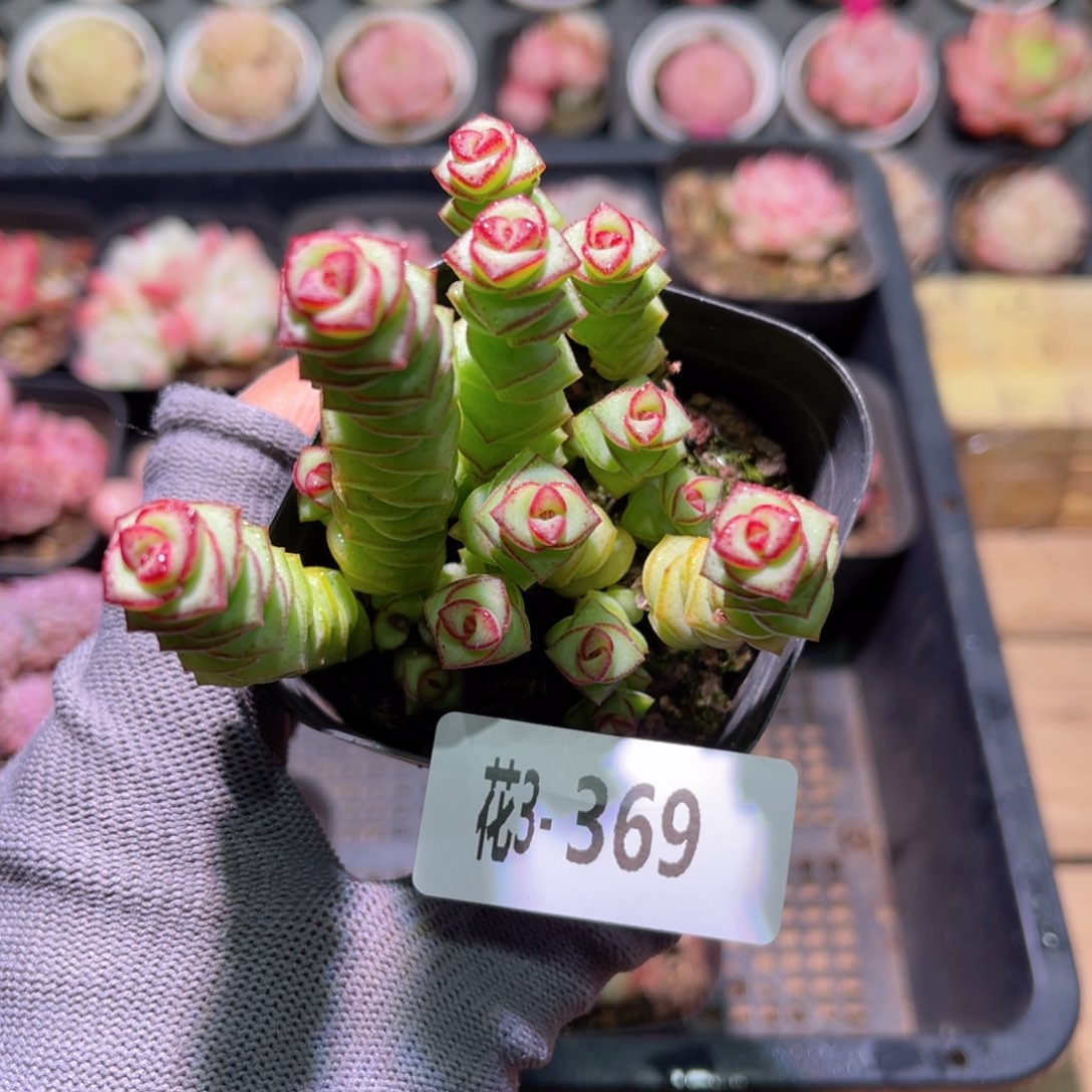 花03-369钱串小群