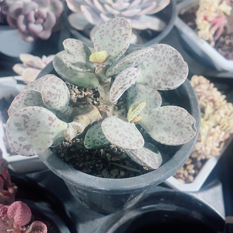 花旦老桩子188一盆66556888969