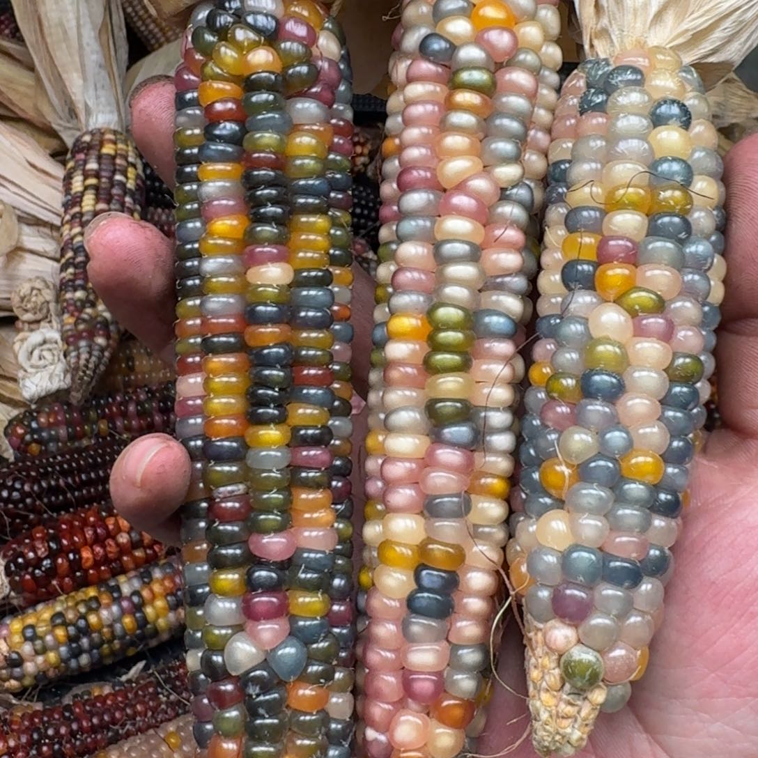 柏香籽/百香籽吊坠如*