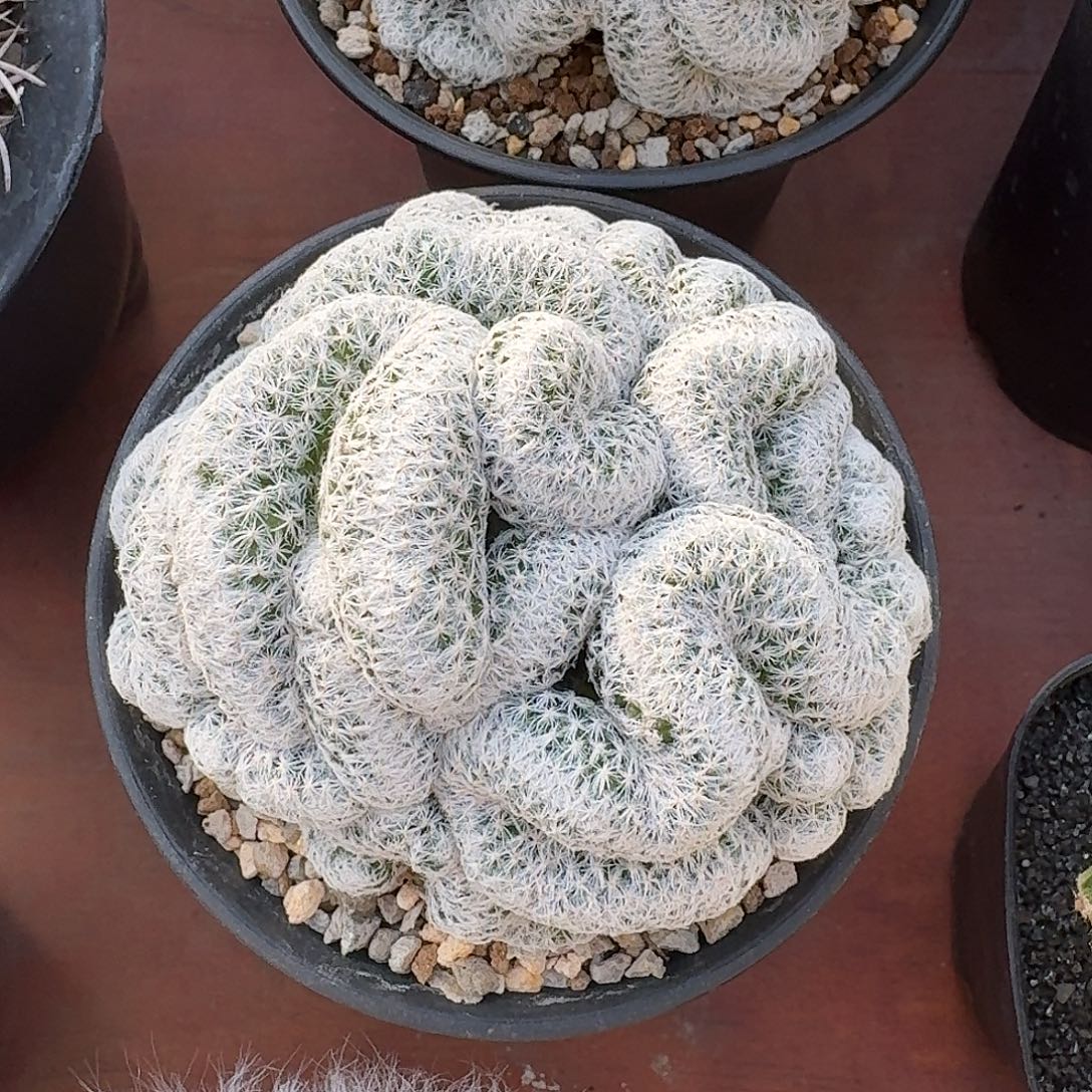 幽***子姬春星缀仙人球1234