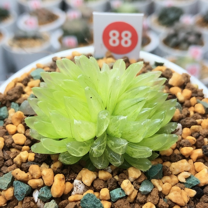 【闪购商品】冰晶88