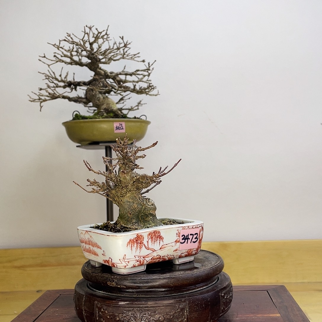 木本矮霸唐枫盆栽