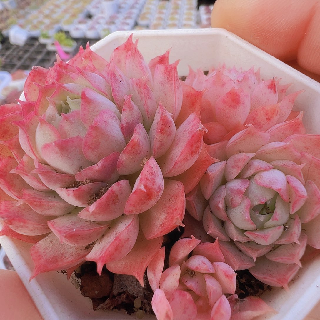 朱砂痣群19包邮多肉