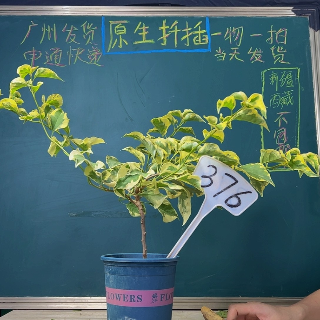 当前无花栽培后可以开花下播  橙冰 376