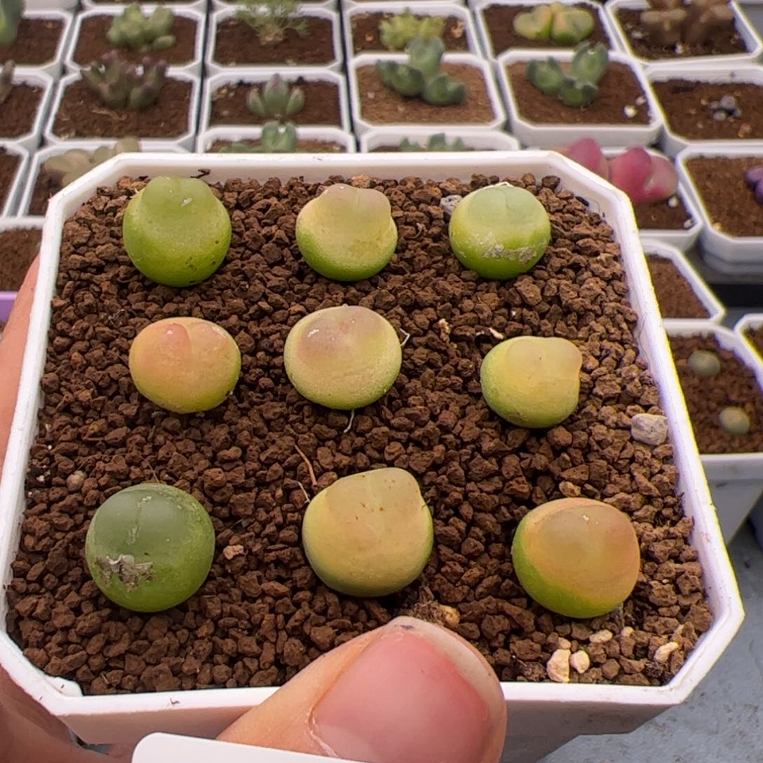 104号9颗拉登2.14多肉