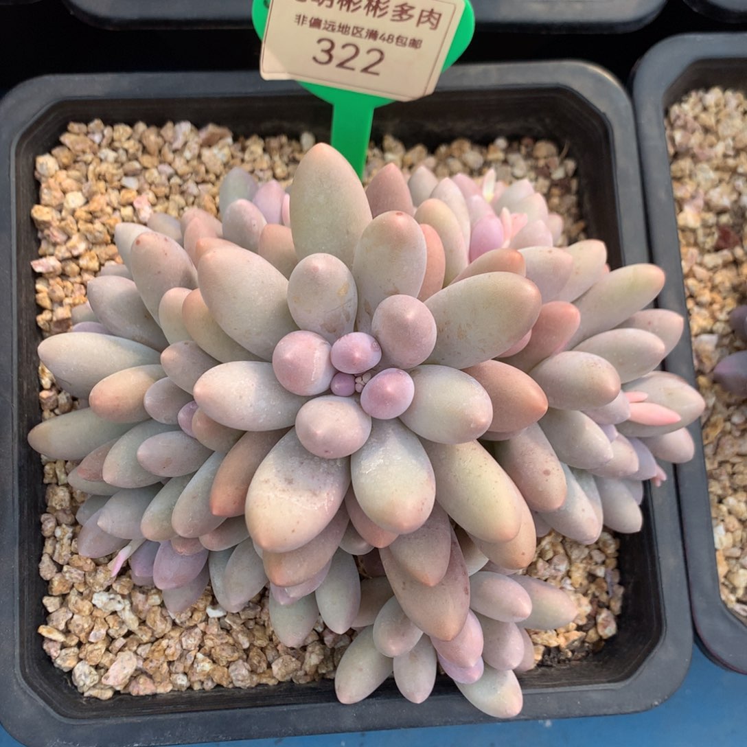 大叶汤圆老桩无砍322