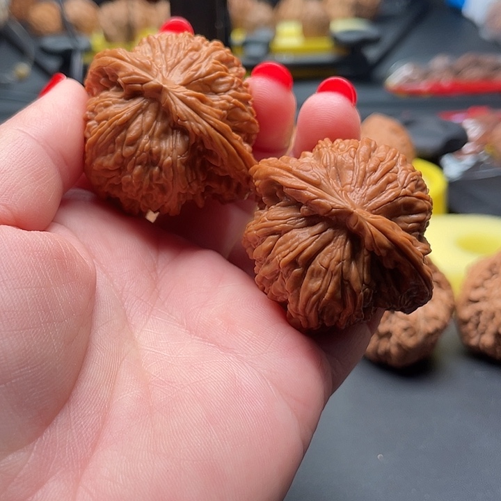 全品无修白狮子45/41/37