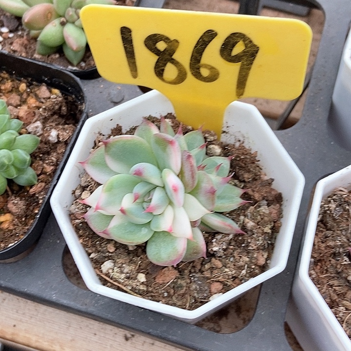 多肉植物吉娃娃锦1869多肉