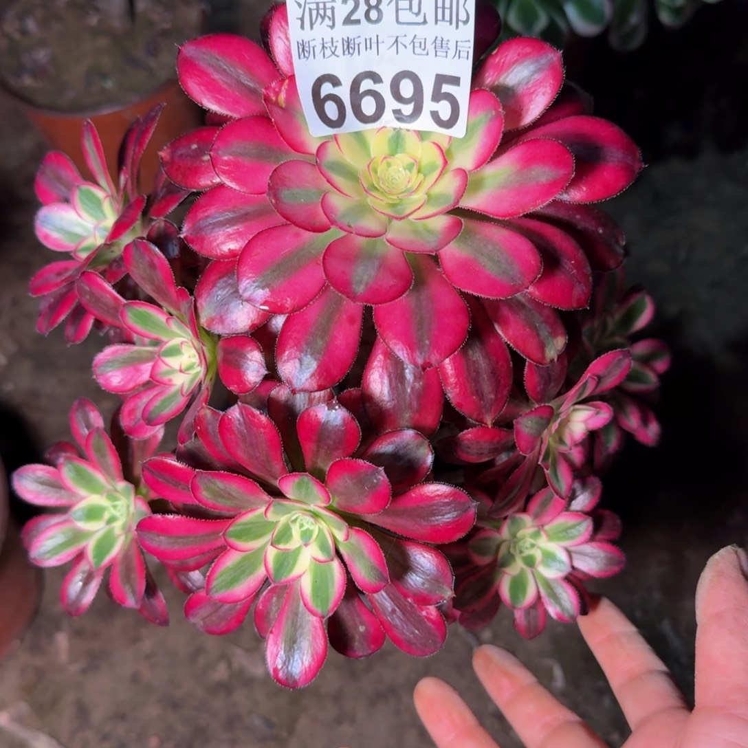 6695冰淇淋多肉植物