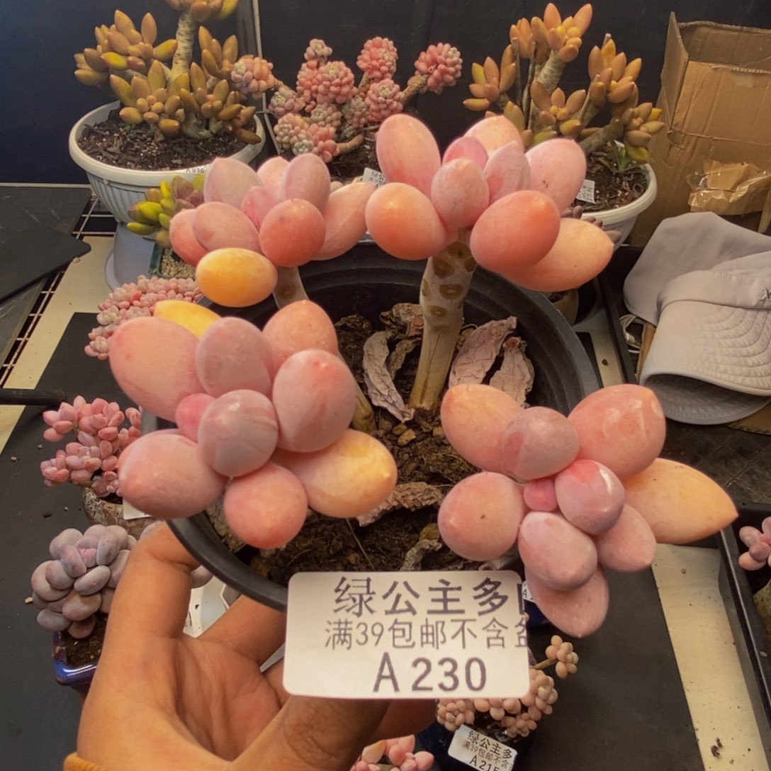 230香水手指奶多肉7cm