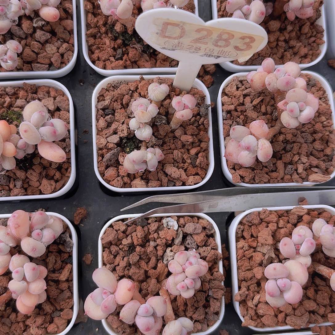 D283萤火虫一物一拍