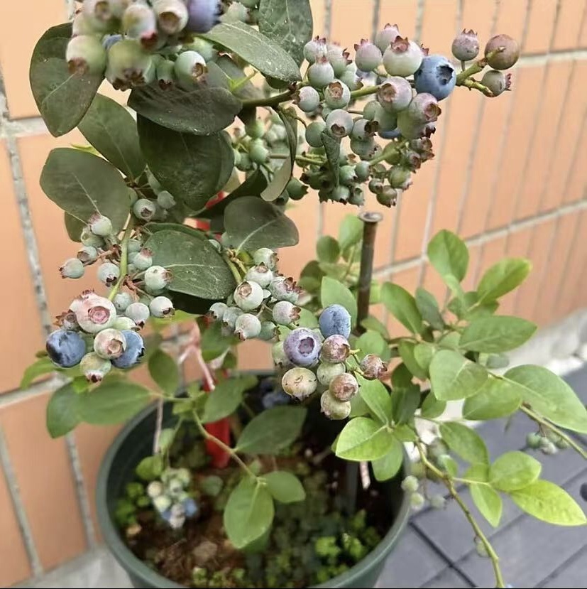 带花带果蓝莓盆栽树苗南北可种适合阳台庭院种植