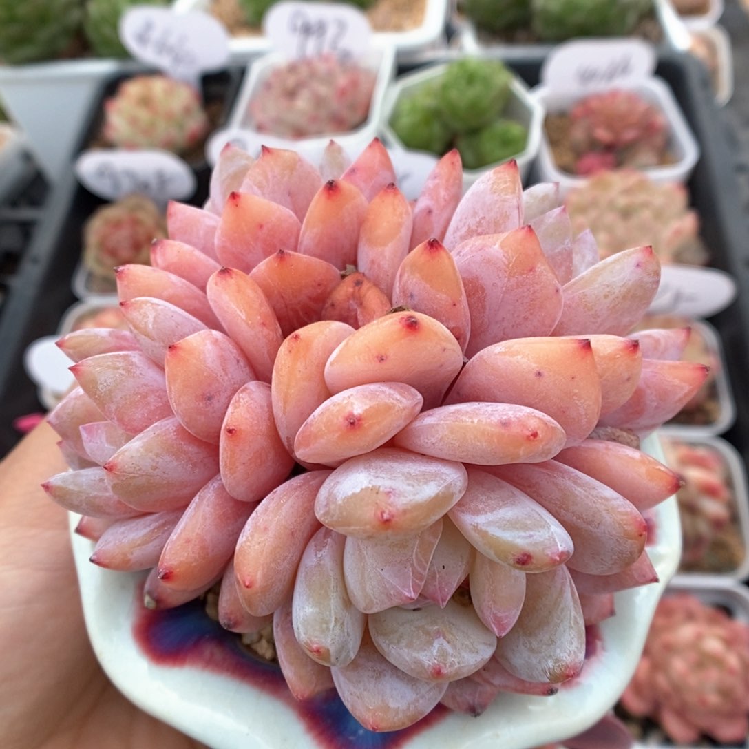 橙梦露群生可拍。                 