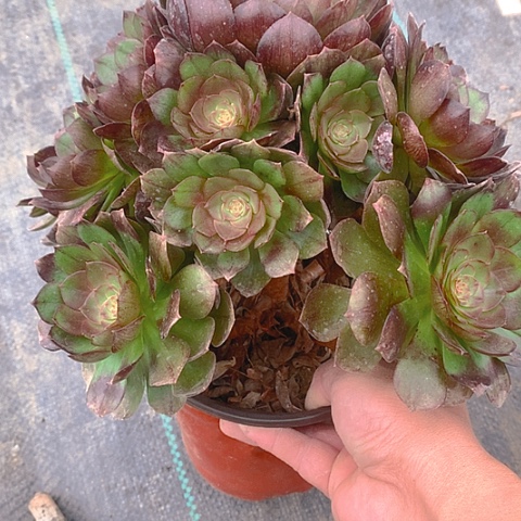 728黑魔多肉植物
