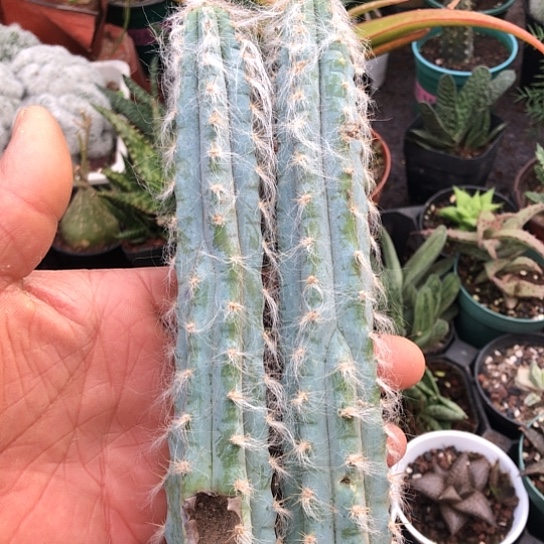 曾****无花朵兰柱特价裸根