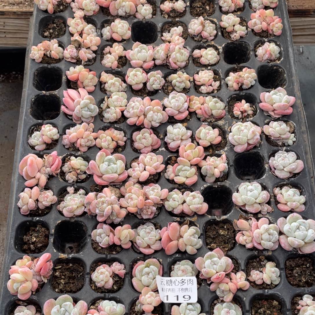 云糖心多肉植物119