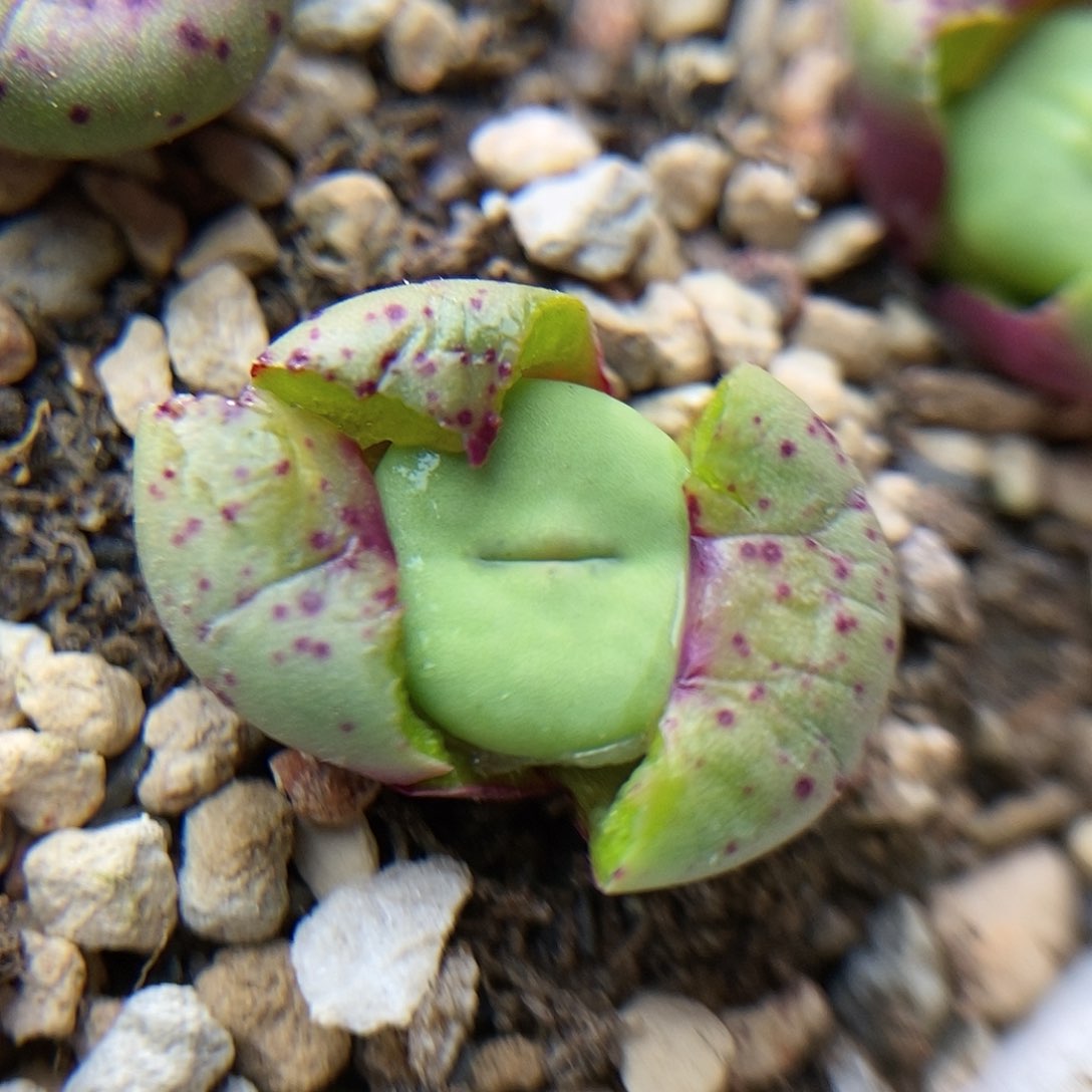 723嘴一颗两年单头包邮