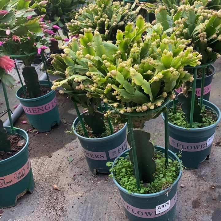 当前无花栽培后可以开花用****5975嫁接028