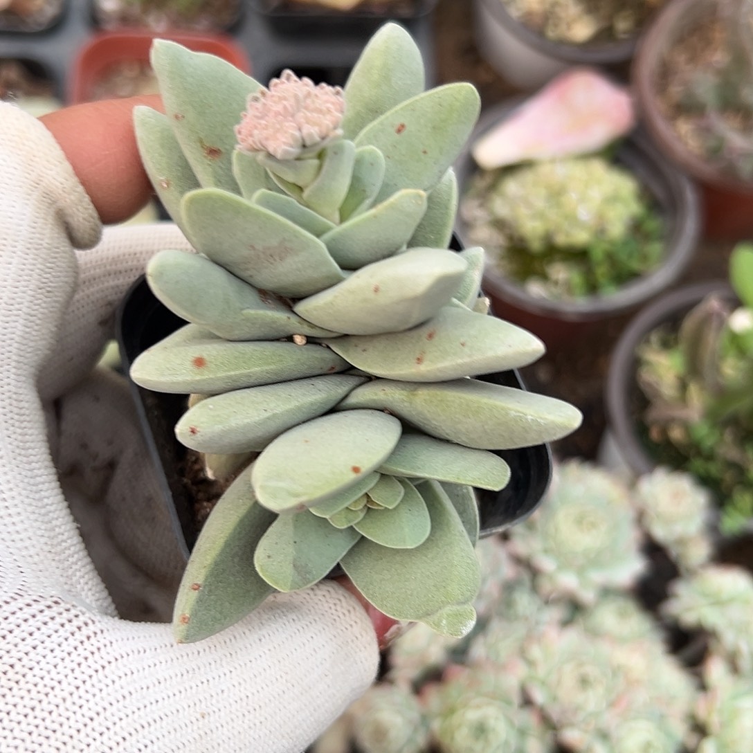 多肉植物迷你神刀