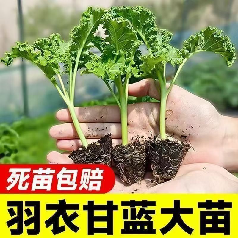 庭院阳台可盆栽的蔬菜秧苗适合四季栽种羽衣甘蓝
