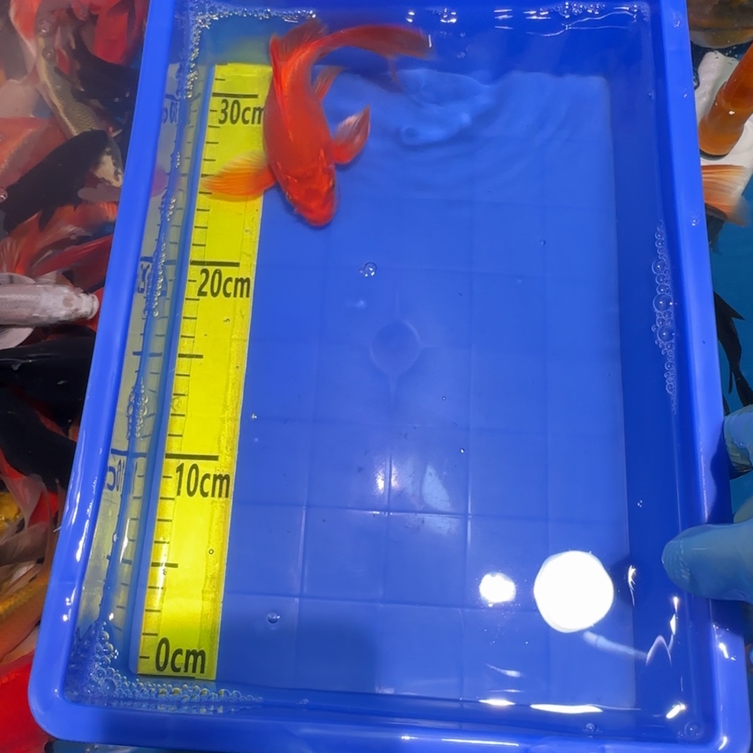 中国大陆蝴蝶鲤红色一条