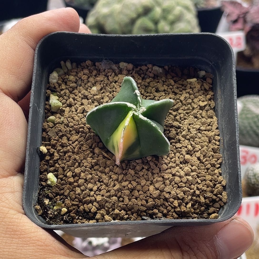 实生龟甲鸾锦 带盆土包邮