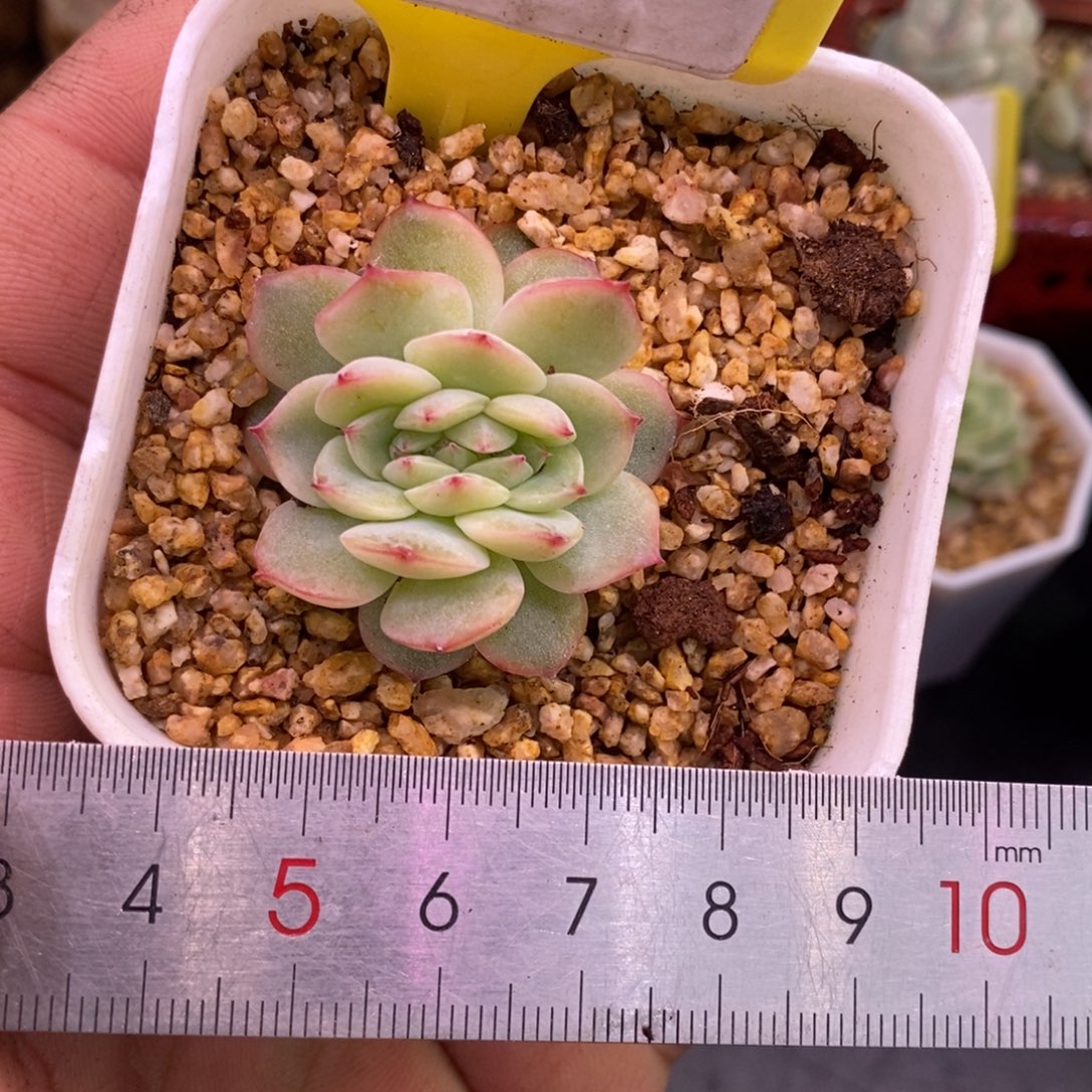 9117乌啦啦玉迪缀化多多肉……