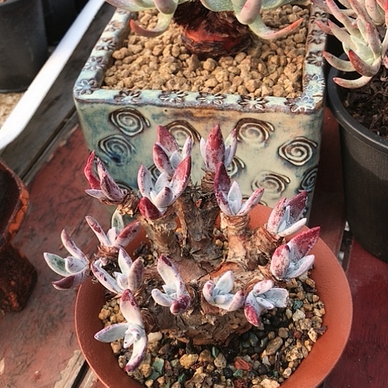 退***?原产地你仙女棒杯