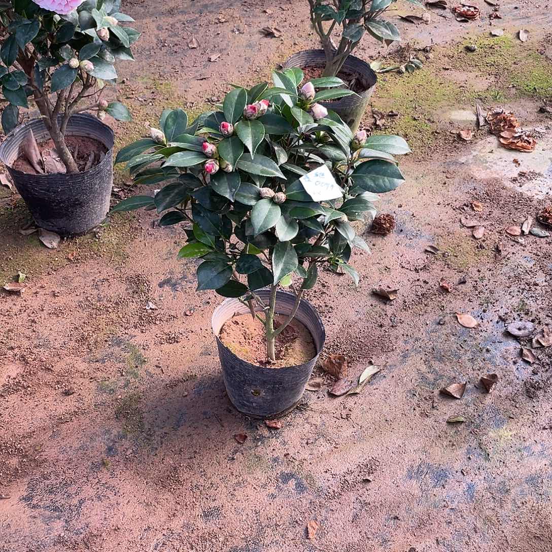 善***️完全开放五色赤丹11111