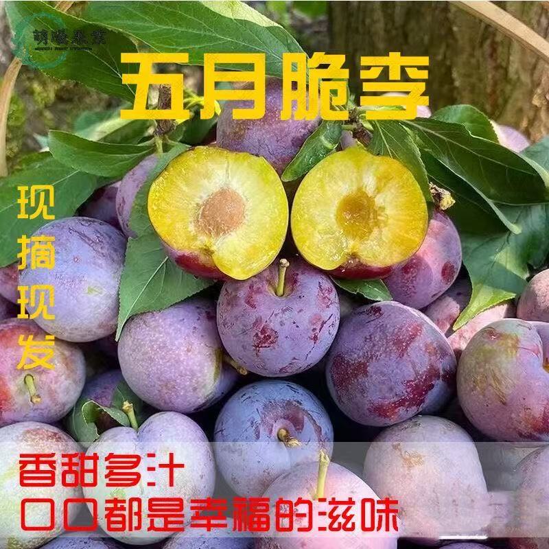 四川五月脆凤凰李新鲜应季水果脆甜多汁肉厚wr