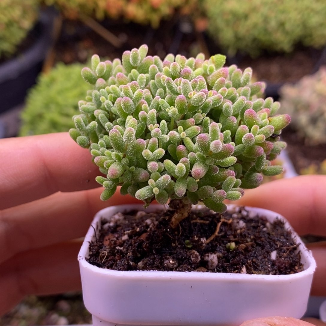 45蜜橘糖球。     