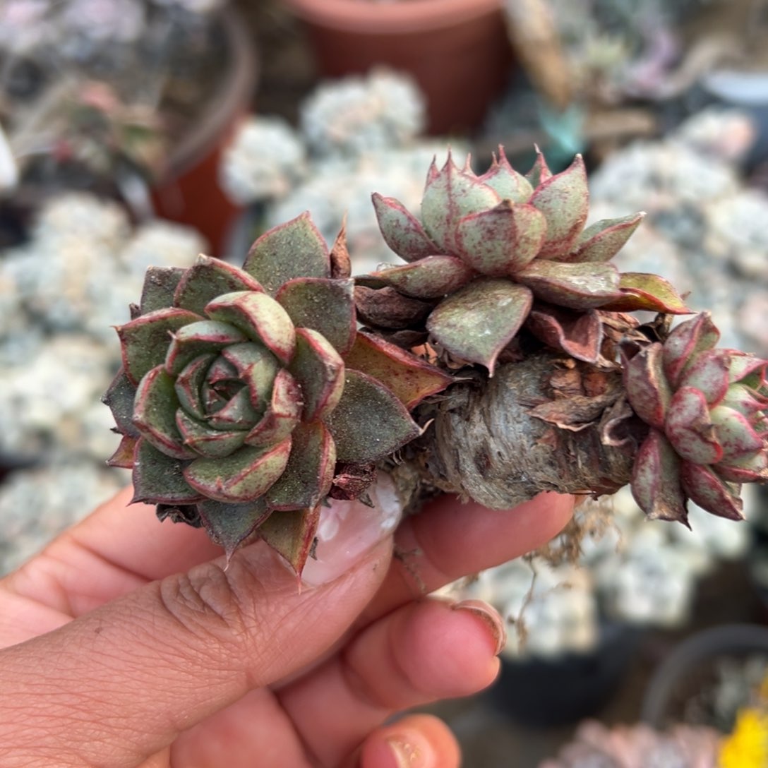 多肉植物多肉植物