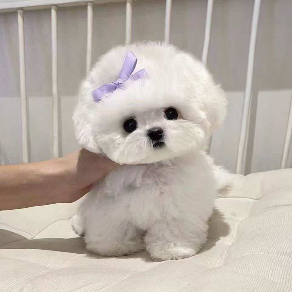 （宠物相册）拍前联系客服