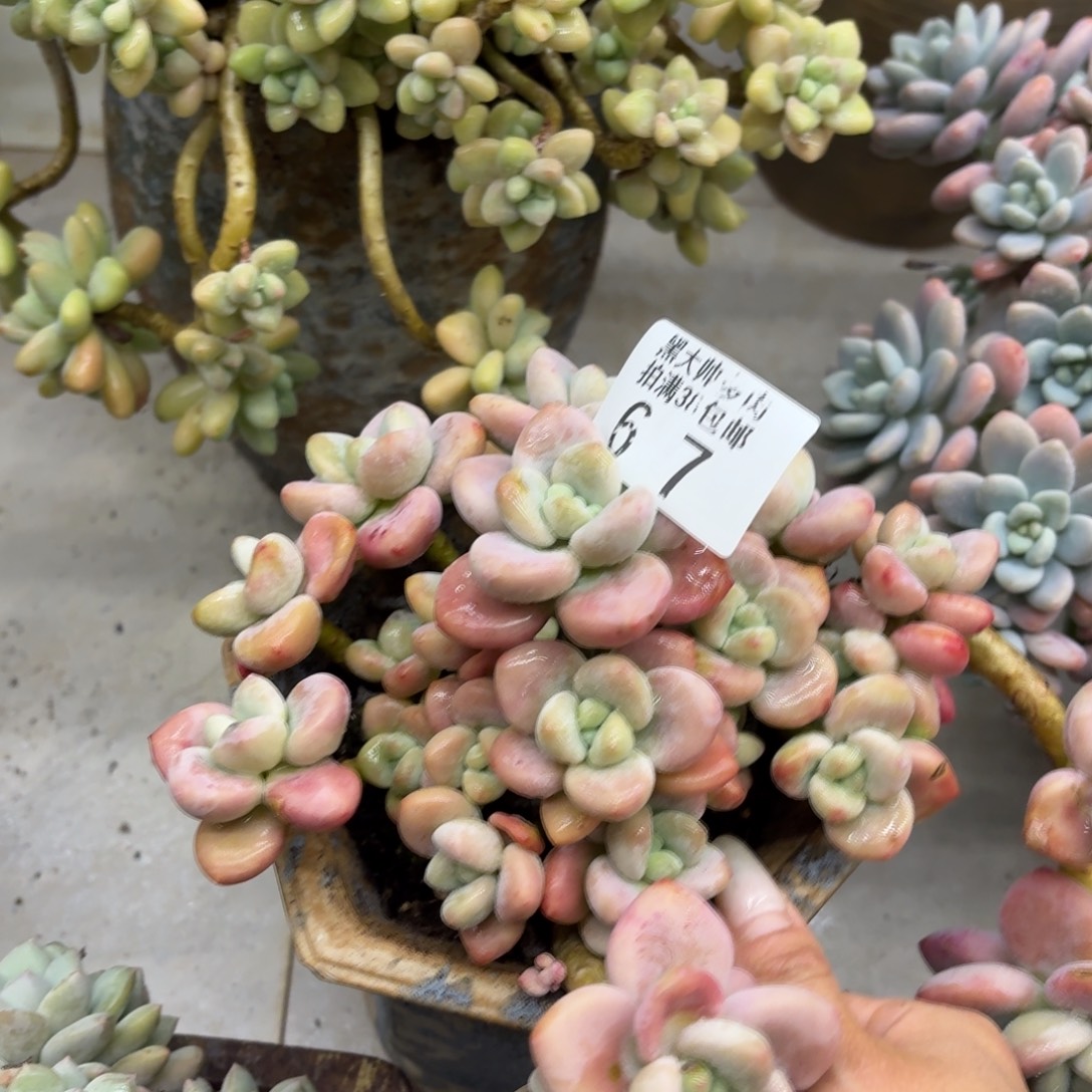 小***爱黑大帅多肉67洛神