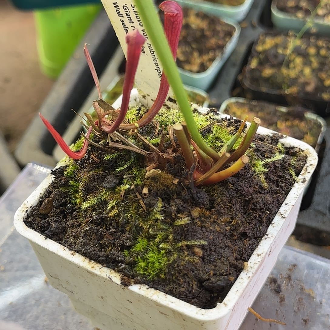 无花朵超级红瓶精选个体