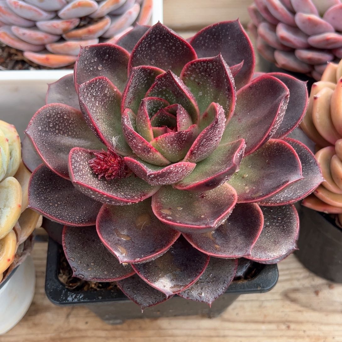 巧克力玫瑰多肉植物