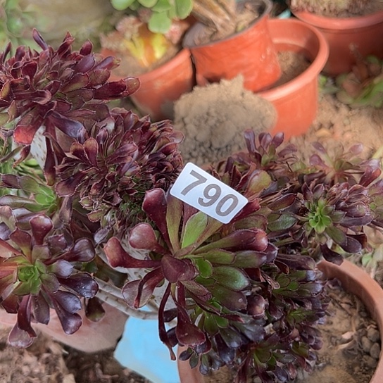 童***尚多肉植物一个黑法790